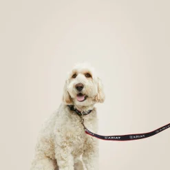 Dog Leash